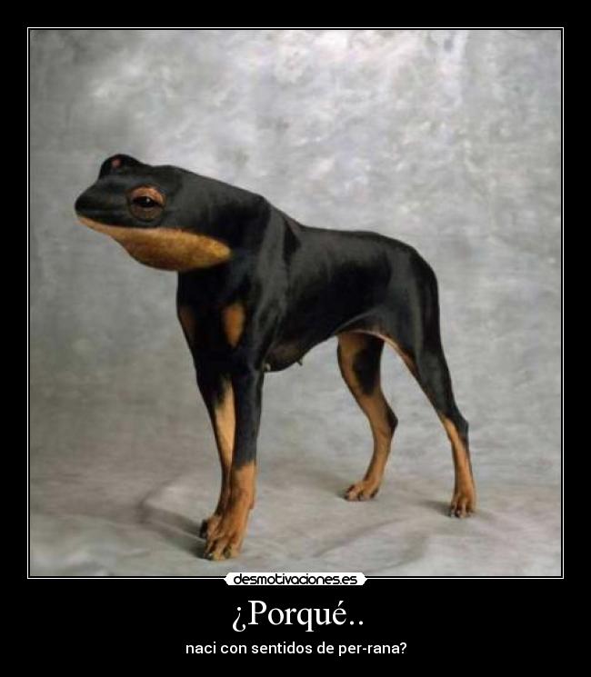¿Porqué.. - naci con sentidos de per-rana?