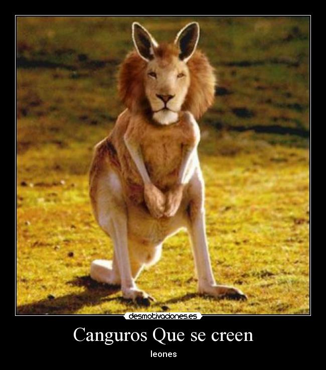 Canguros Que se creen - leones