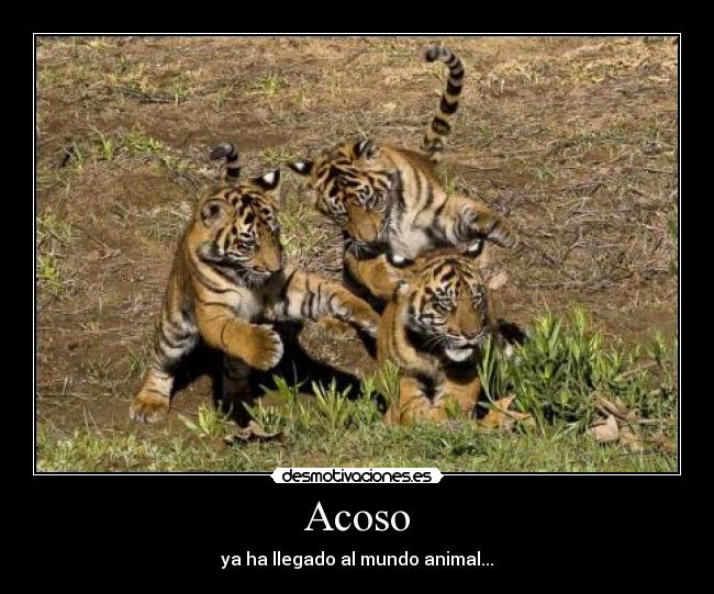 Acoso - ya ha llegado al mundo animal...