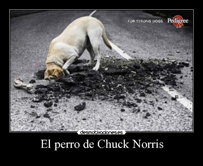 El perro de Chuck Norris - 