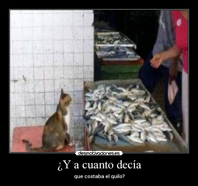 carteles gato desmotivaciones