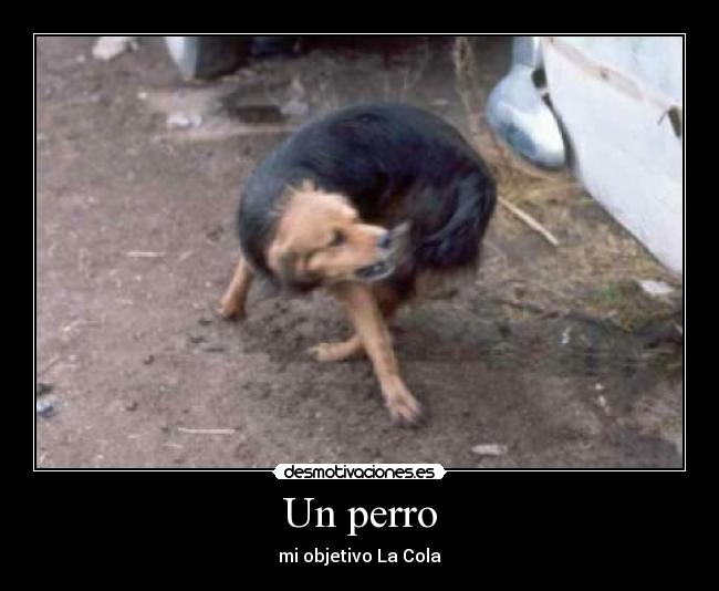 Un perro - 