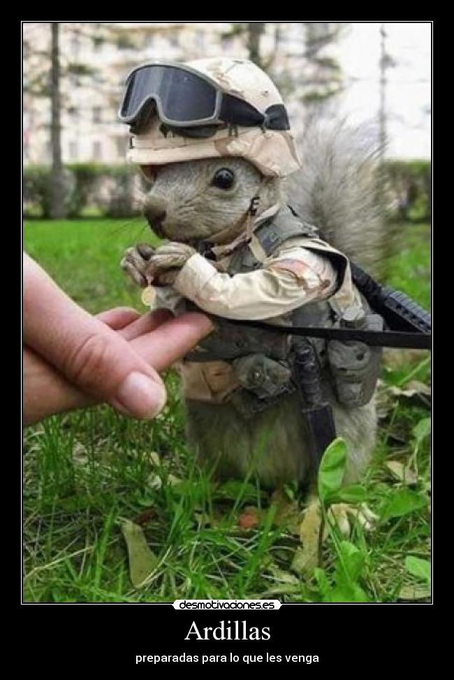 carteles ardillas desmotivaciones
