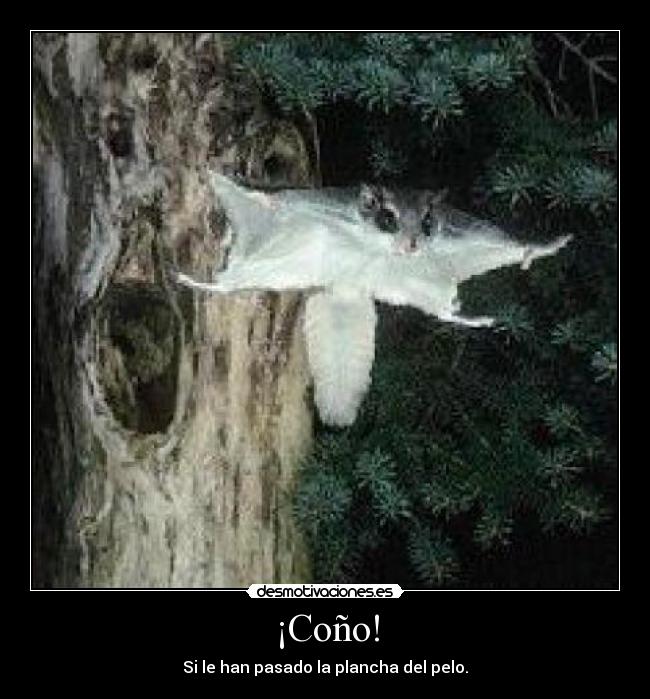¡Coño! - Si le han pasado la plancha del pelo.