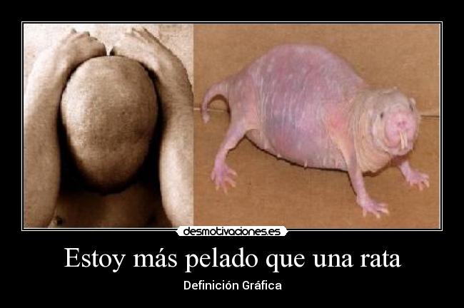 Estoy más pelado que una rata -