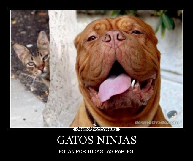 GATOS NINJAS - ESTÁN POR TODAS LAS PARTES!