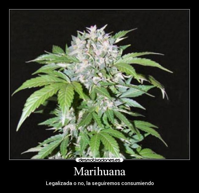 Marihuana - Legalizada o no, la seguiremos consumiendo