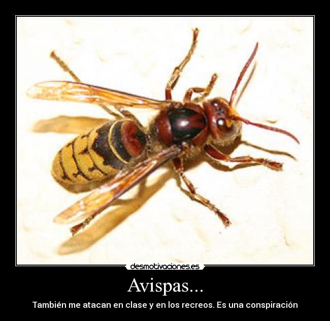 Avispas... - 