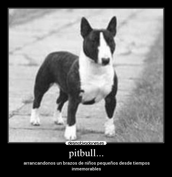 pitbull... -
