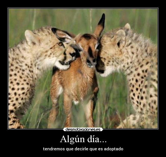 carteles adoptado animal desmotivaciones