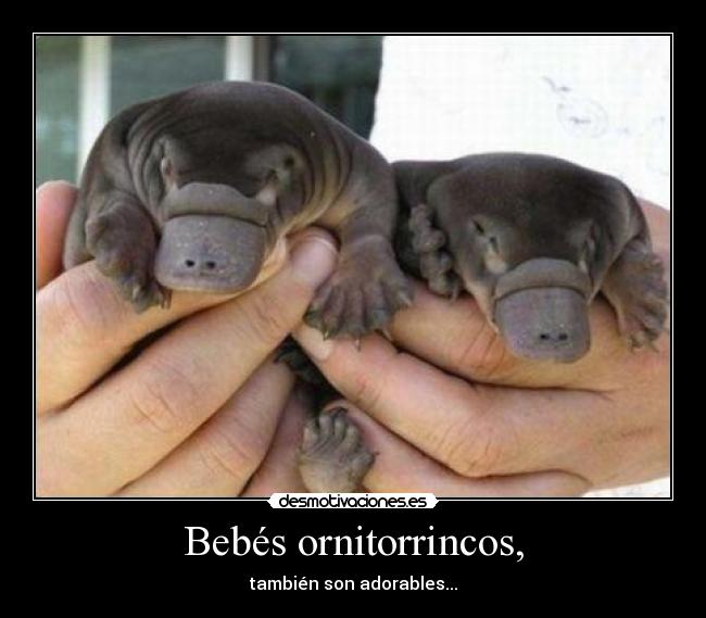 Bebés ornitorrincos, - 