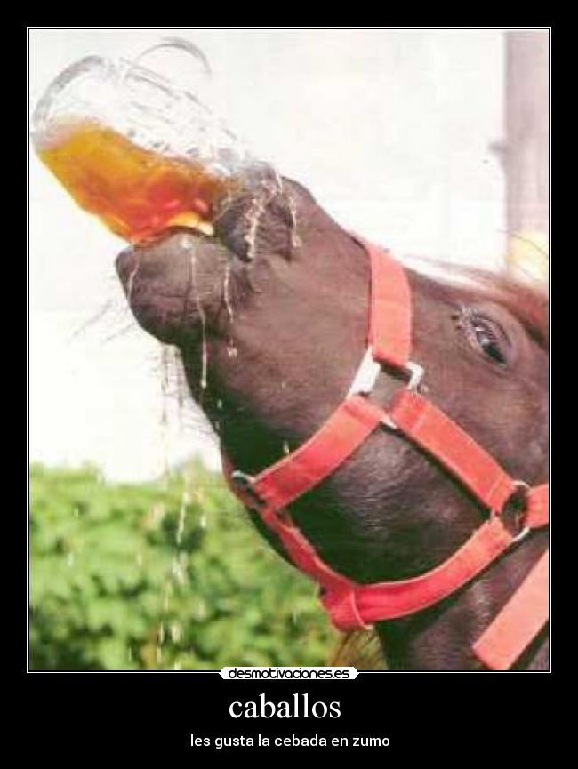 caballos  - 