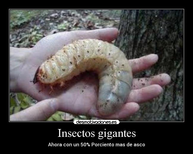 Insectos gigantes -