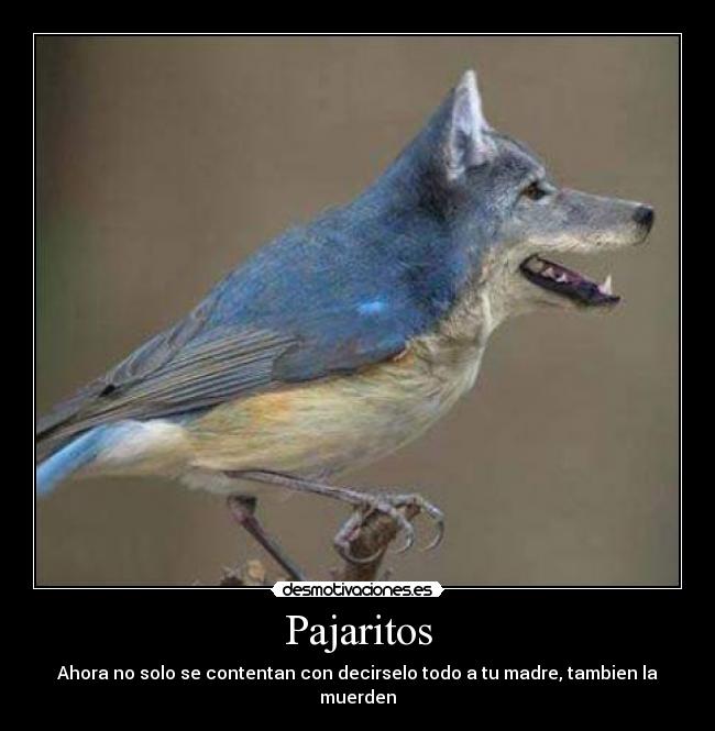 carteles pajaros desmotivaciones