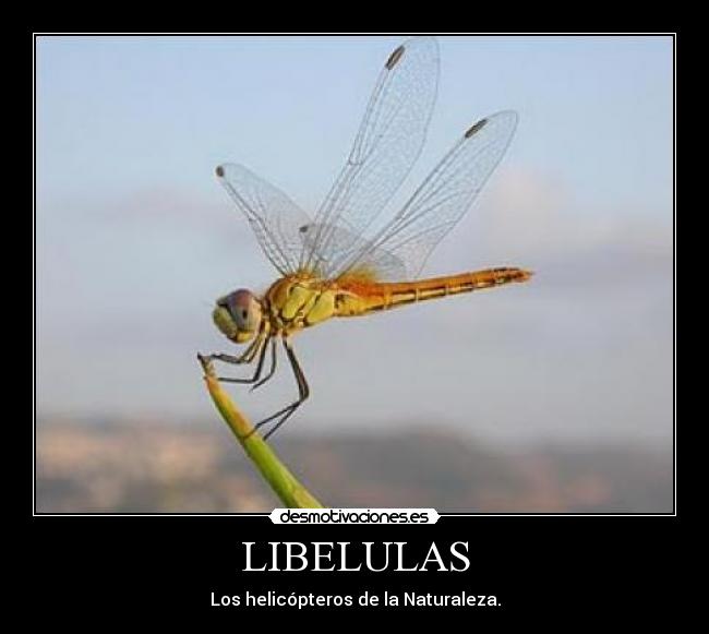 LIBELULAS - Los helicópteros de la Naturaleza.