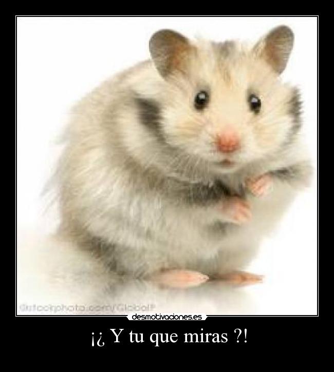 ¡¿ Y tu que miras ?! - 
