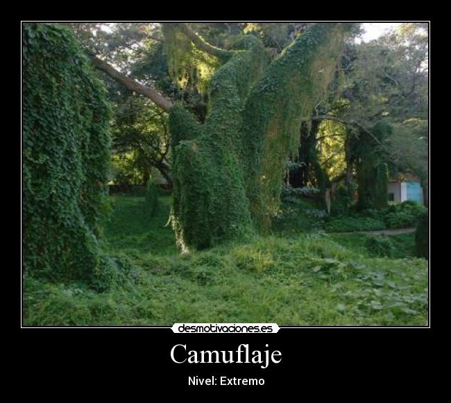 Camuflaje - Nivel: Extremo