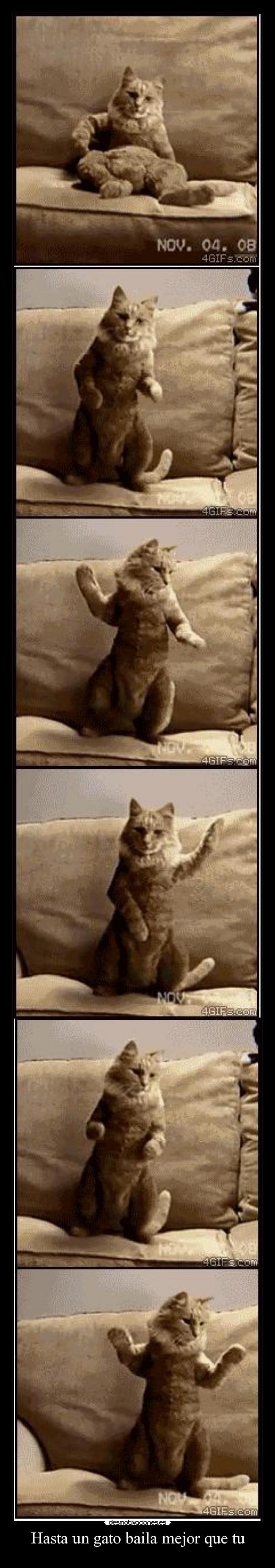 Hasta un gato baila mejor que tu -