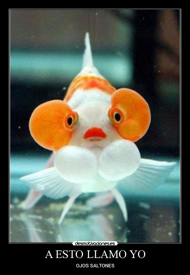 carteles pez desmotivaciones