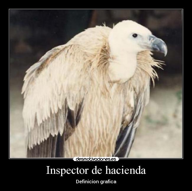 Inspector de hacienda - Definicion grafica