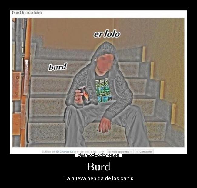Burd -