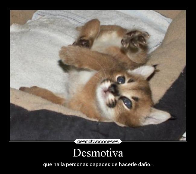 carteles desmotiva-hacer-dano-gatos desmotivaciones