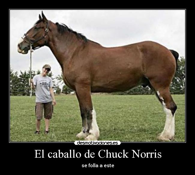 El caballo de Chuck Norris - se folla a este