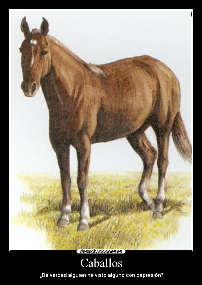 Caballos - ¿De verdad alguien ha visto alguno con depresión?