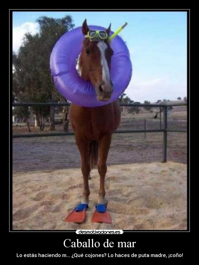 Caballo de mar - Lo estás haciendo m... ¿Qué cojones? Lo haces de puta madre, ¡coño!