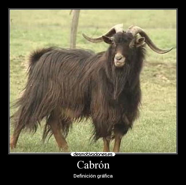 Cabrón -