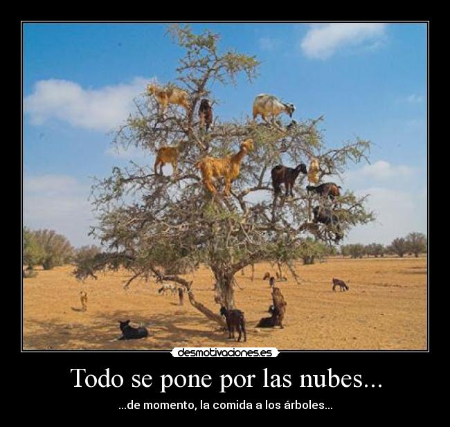 Todo se pone por las nubes... - ...de momento, la comida a los árboles...