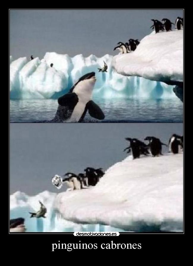 pinguinos cabrones -