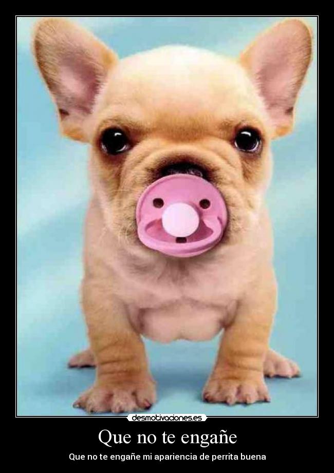 Que no te engañe - Que no te engañe mi apariencia de perrita buena