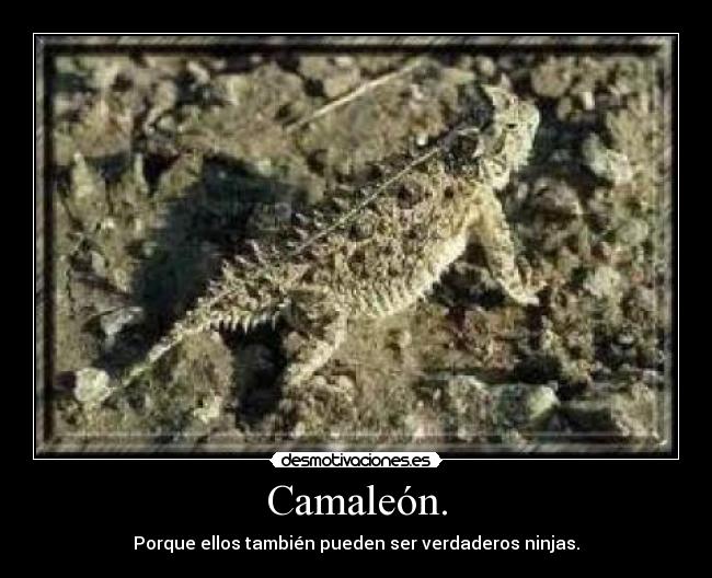 carteles camaleon ninja invisible camuflado desmotivaciones