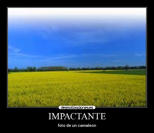 IMPACTANTE - foto de un camaleon