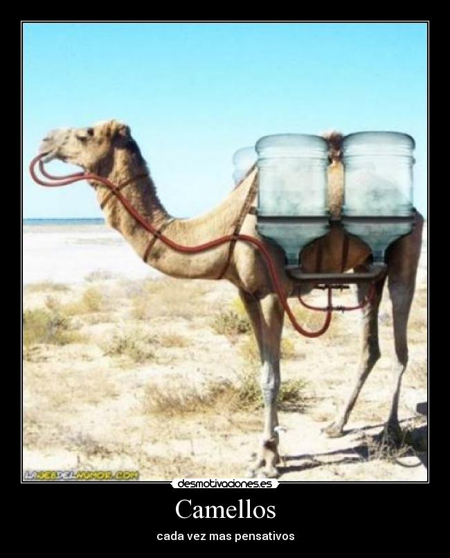 Camellos -