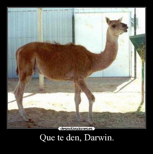 carteles darwin evolucion camello sin joroba wtf desmotivaciones
