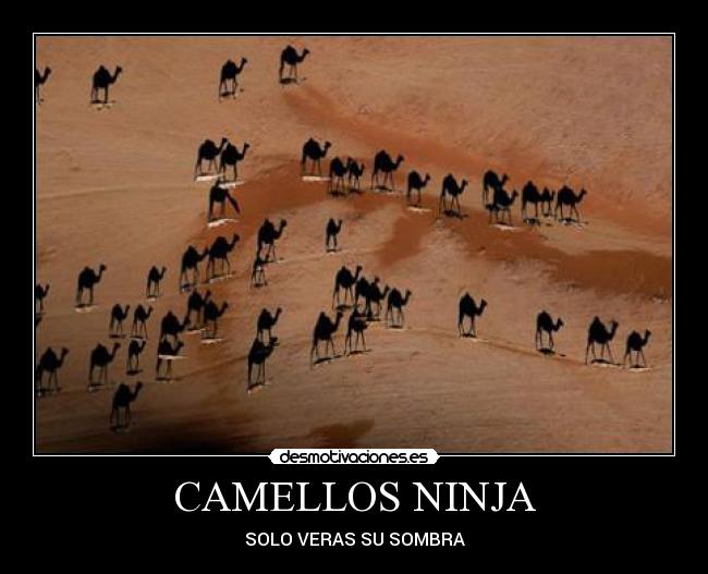 CAMELLOS NINJA - SOLO VERAS SU SOMBRA