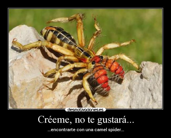 Créeme, no te gustará... - ...encontrarte con una camel spider...