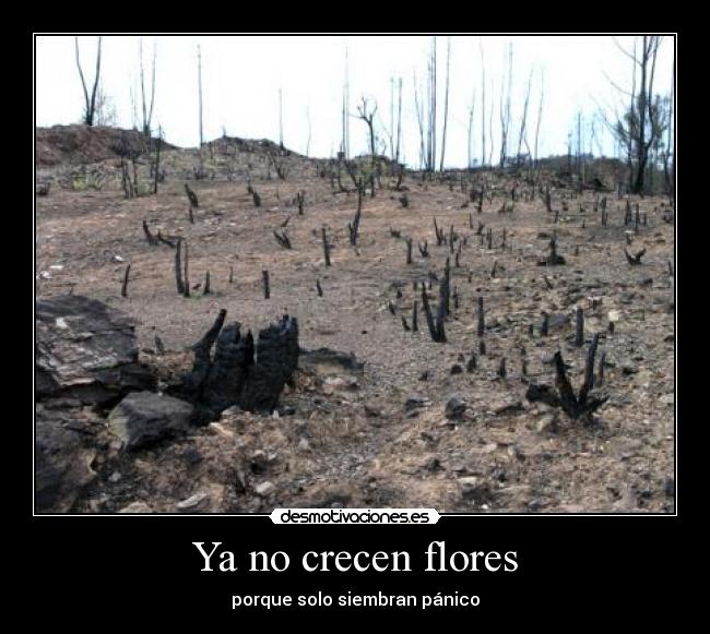 Ya no crecen flores - 