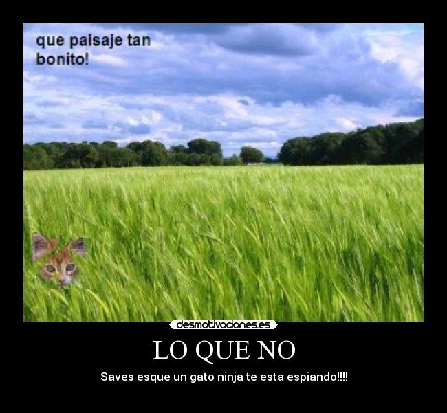 LO QUE NO - Saves esque un gato ninja te esta espiando!!!!