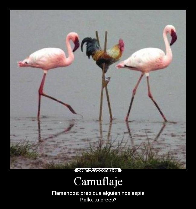 Camuflaje -