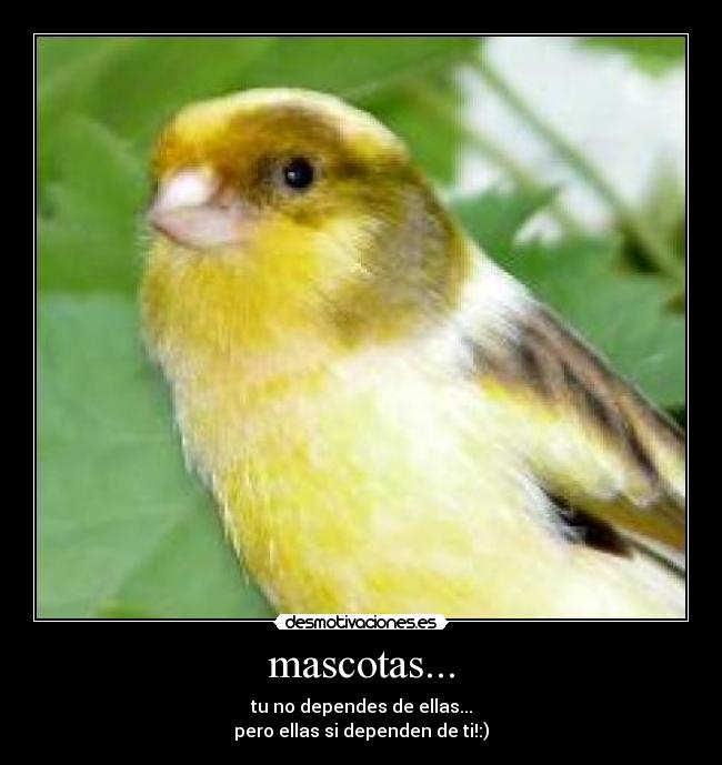 mascotas... -