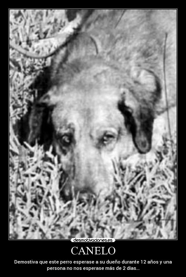 CANELO - Demostiva que este perro esperase a su dueño durante 12 años y una
persona no nos esperase más de 2 días...
