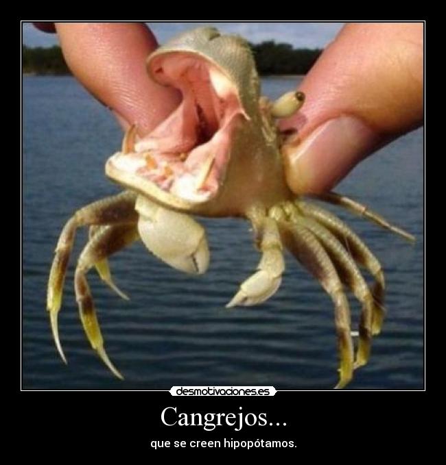 carteles cangrejos hipopotamo creer desmotivaciones