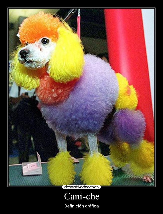 Cani-che - Definición gráfica