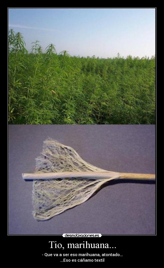 Tio, marihuana... - 