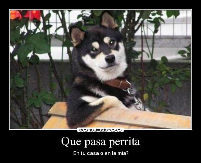 Que pasa perrita - En tu casa o en la mia?