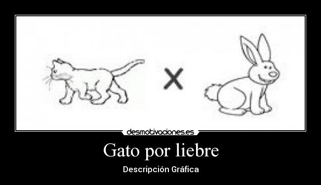 Gato por liebre - Descripción Gráfica