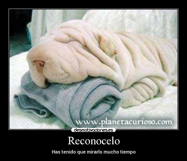 Reconocelo - 